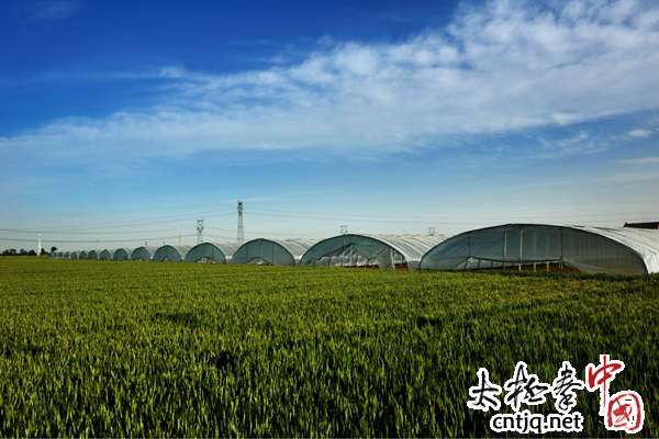 Agriculture in Chenjiagou